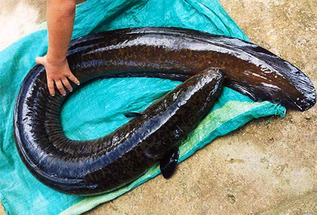 Loài cá đặc sản "linh dược" của đàn ông, người nước ngoài săn lùng - Hình 3 Loai ca dac san