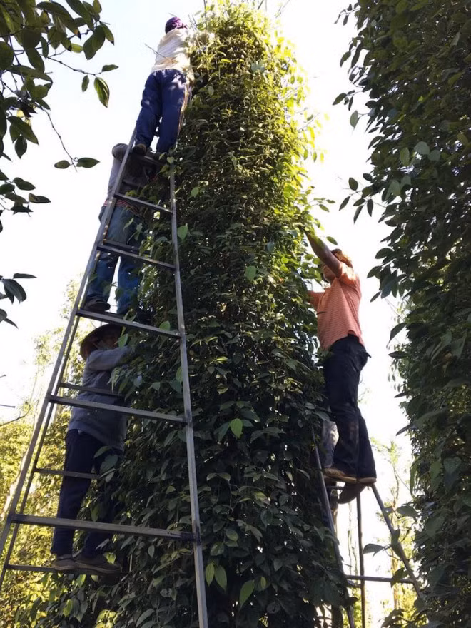 Hồ tiêu bỗng nhiên bị coi là... dược liệu! Ho tieu bong nhien bi coi la... duoc lieu!