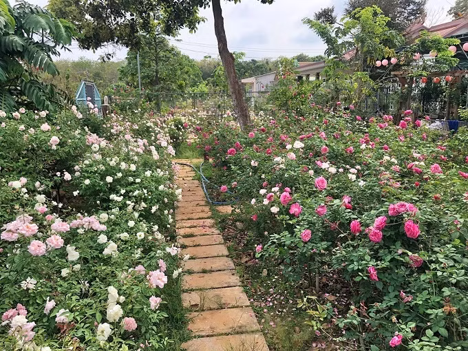 Ngôi nhà hoa hồng rộng 15m2 của vợ chồng trẻ ở Vũng Tàu ảnh 10