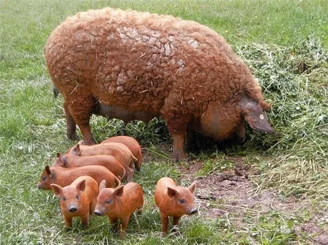 Và ông nhân giống chúng với những con lợn Bakony và Szalonta 