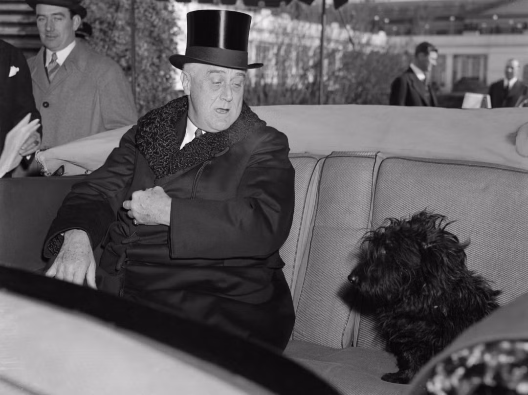 Chú chó săn giống Scotland có tên Fale của Tổng thống Franklin D. Roosevelt.