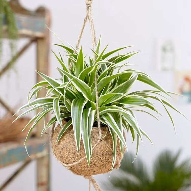 8 loại cây trồng trong nhà hút bức xạ điện từ, cực vượng phong thủy - Hình 7 8 loai cay trong trong nha hut buc xa dien tu, cuc vuong phong thuy-Hinh-7