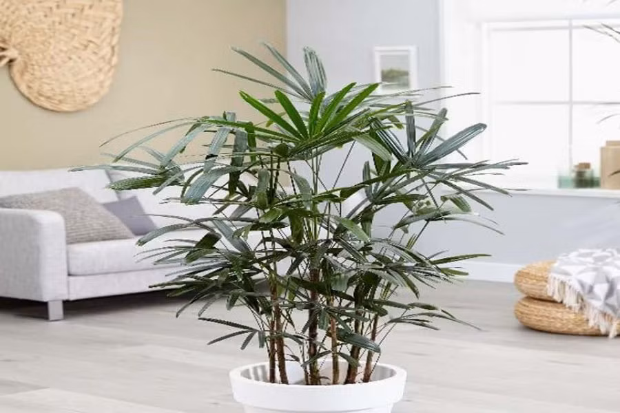 8 loại cây trồng trong nhà hút bức xạ điện từ, cực vượng phong thủy - Hình 6 8 loai cay trong trong nha hut buc xa dien tu, cuc vuong phong thuy-Hinh-6
