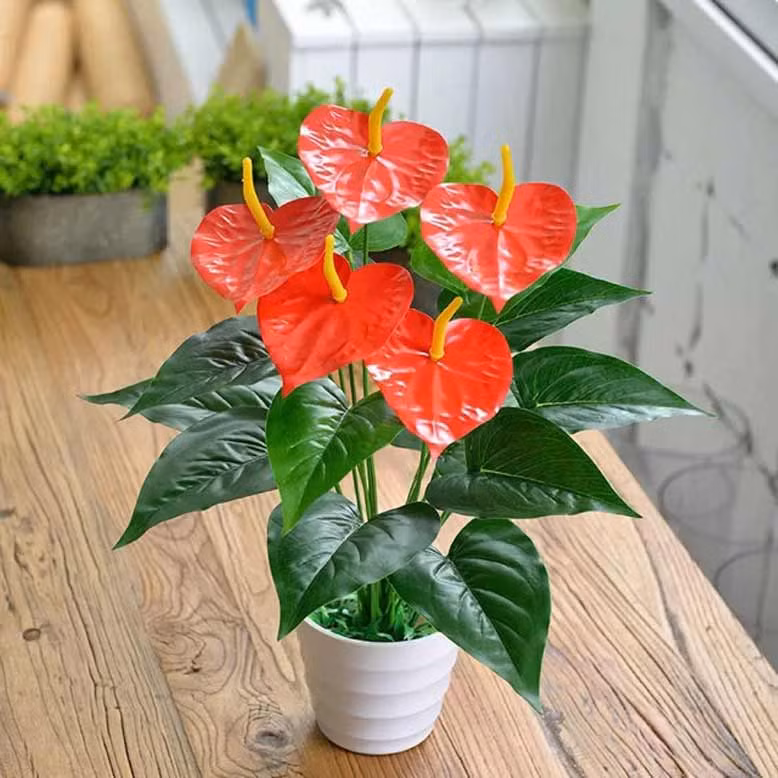 8 loại cây trồng trong nhà hút bức xạ điện từ, cực vượng phong thủy - Hình 8 8 loai cay trong trong nha hut buc xa dien tu, cuc vuong phong thuy-Hinh-8