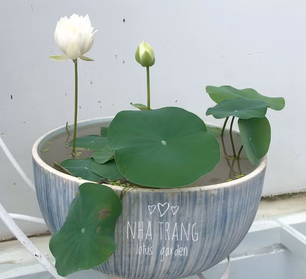 Loai cay quen thuoc dem trong len chau, vai nghin chau cung het sach-Hinh-2