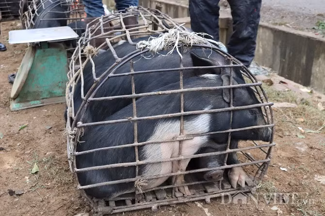 Lợn cắp nách nơi đây có trọng lượng từ 5- 20 kg. Thức ăn của lợn được bà con cho ăn chủ yếu là sắn, ngô, cây chuối, rau rừng nên thịt rất ngon, thơm và sạch.