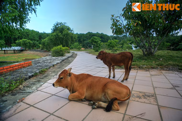 Những chú bò nhởn nhơ "dọn cỏ" và hồn nhiêm chiếm lĩnh các con đường.