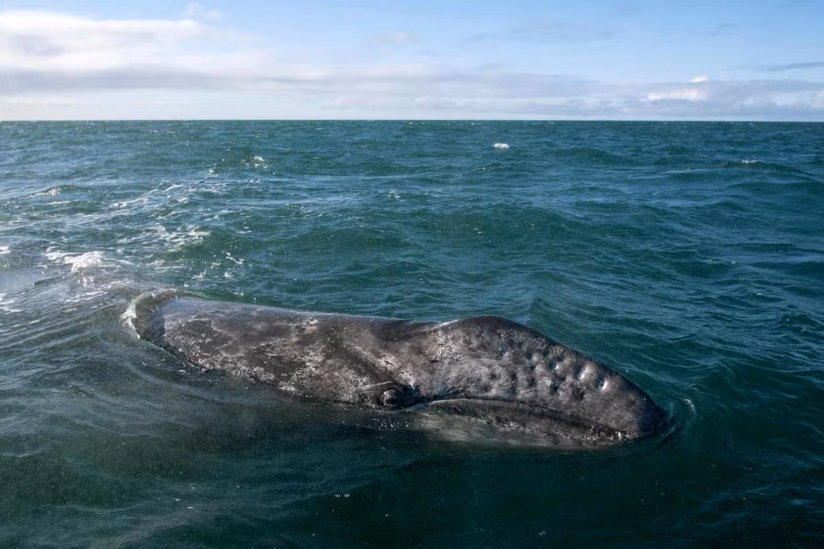 Một con cá voi xám tại đầm phá Ojo de Liebre ở Guerrero Negro, Mexico. Mỗi năm, hàng trăm con cá voi xám đã di chuyển hàng nghìn dặm từ Alaska về vùng biển ấm để sinh sản. Sự kiện này thu hút nhiều du khách đi tàu ra biển tham quan.