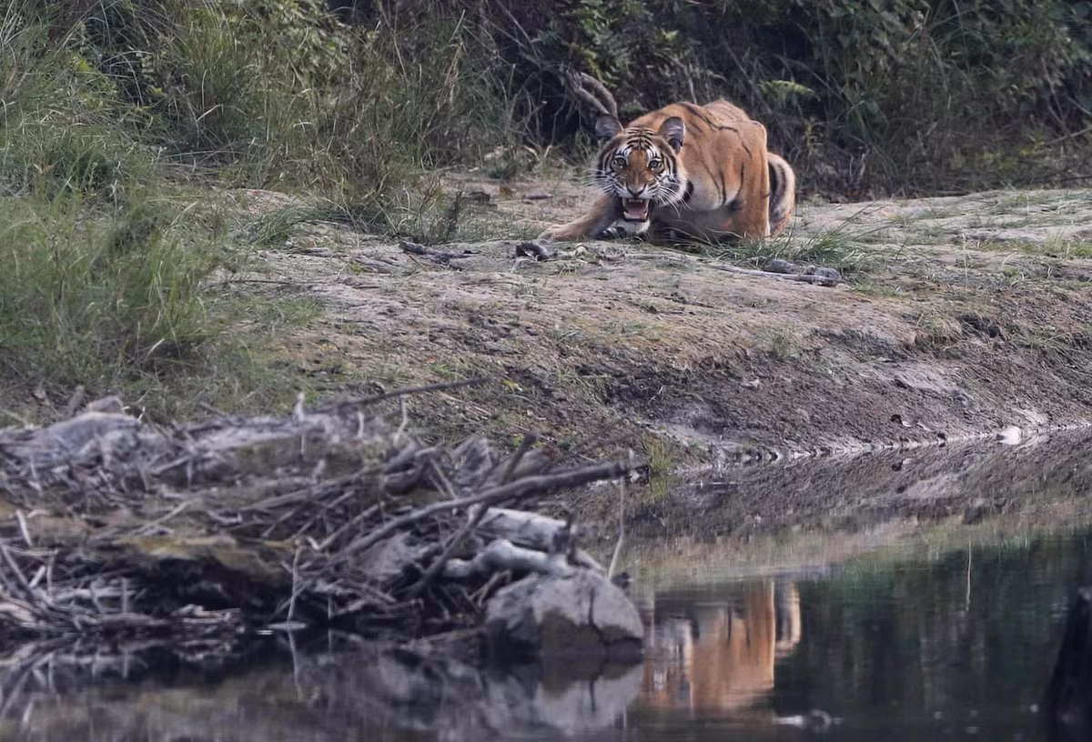 Một con hổ Bengal hay hổ hoàng gia Bengal tại Vườn quốc gia Bardiya ở Nepal. Đây là nởi nổi tiếng với nhiều du khách vì sự xuất hiện của loài hổ quý.