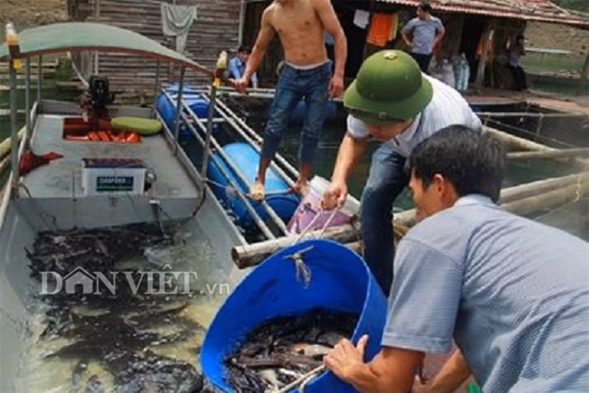 Từ trước đến nay, người dân lòng hồ đánh bắt các loài cá này bằng hình thức thả câu đêm. Cách đánh này tốn nhiều công sức, có lúc hàng trăm lưỡi câu thả qua đêm mới được vài chục con.