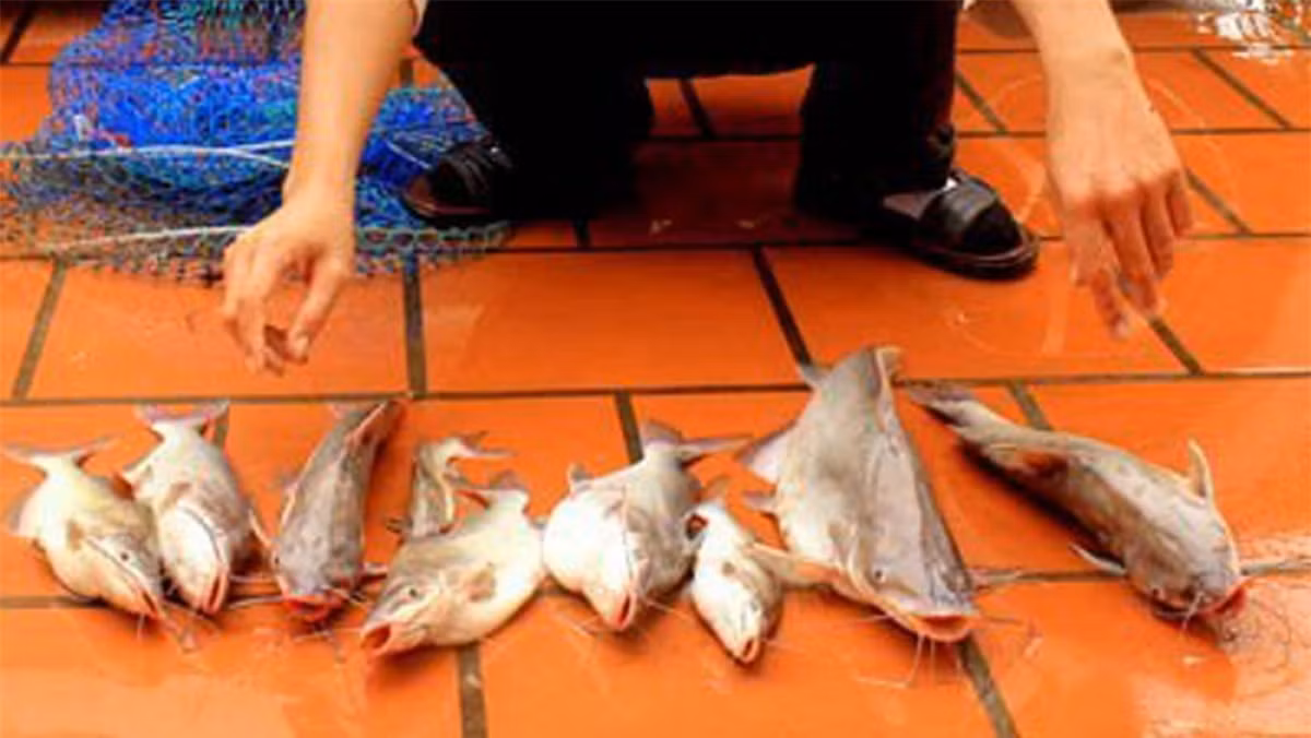 Cá ngạnh có thân trơn láng, không vảy, đầu dẹp bằng, thân và đuôi dẹp bên, có 4 đôi râu, mõm tù. Cá ngạnh có kích thước không lớn, thông thường dưới 1kg, những con có trọng lượng 3-4kg là rất hiếm.