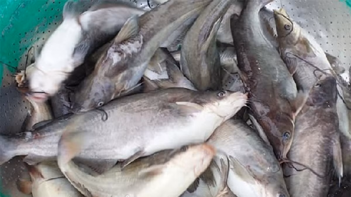 Cá ngạnh cũng có mùa săn chứ không phải quanh năm. Tầm từ tháng 3, cá ngạnh bắt đầu ăn ra (từ hang ra) đi theo đàn. Trên sông Đà, cá ngạnh thường có từ ngã ba sông lên. Ngạnh chủ yếu đánh lưới, bên cạnh đó là câu và đánh rọ.