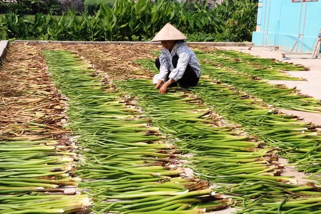 Thông thường, thân bèo tây trưởng thành dài từ 50 - 70 cm, khi được vớt về, cắt bỏ rễ, lá phơi khô thành nguyên liệu đan hàng xuất khẩu. Ảnh: Dân Trí