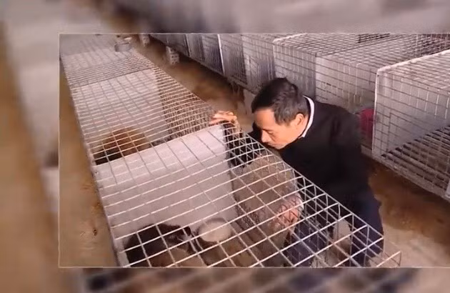 Nuoi loai dac san nui rung, cho an chao ga, ban 2 trieu/kg-Hinh-3