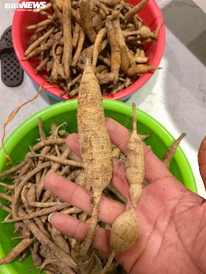 Loai sam tien vua bi lang quen o nui Danh-Hinh-5