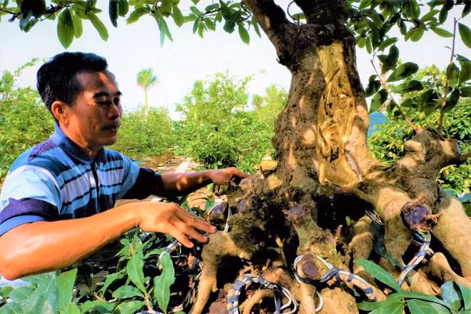 Ngam cay mai vang 100 tuoi dat 9 chi vang SJC 9999-Hinh-2