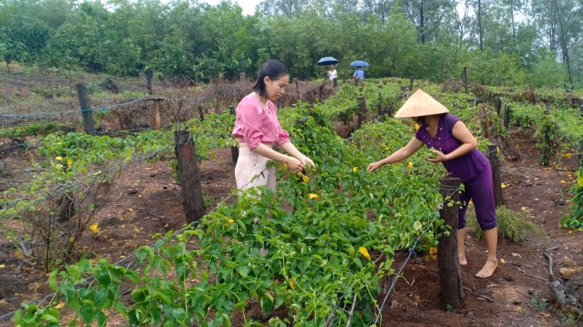 Những loại cây leo bờ rào nông dân kiếm tiền triệu ảnh 4