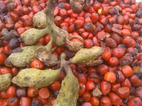 Nguoi Ha thanh thi nhau mua loai hat dac san Tay Bac gia 3 trieu dong/kg