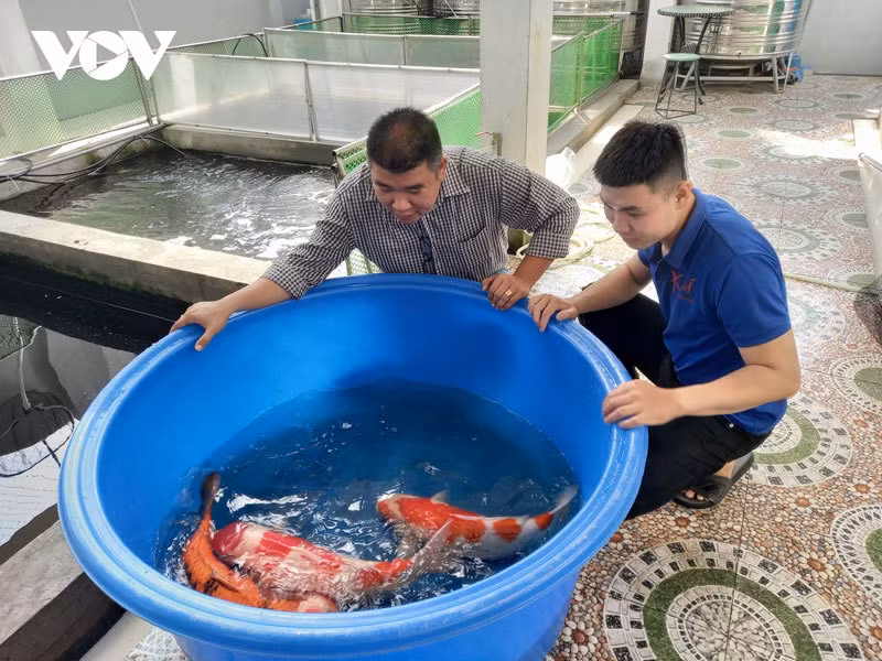 Kiem tien ty moi nam nho kinh doanh ca Koi