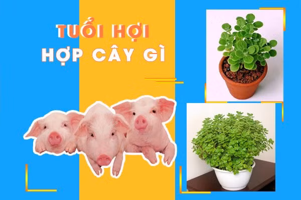 Loại cây phong thủy mà tuổi Hợi nên trồng trong nhà để thu hút tài lộc Loai cay phong thuy ma tuoi Hoi nen trong trong nha de thu hut tai loc