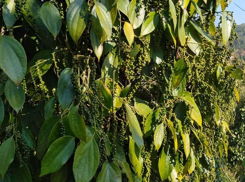 "Vàng đen" của Việt Nam lên cơn sốt, một tháng tăng giá gấp 4 lần ảnh 1