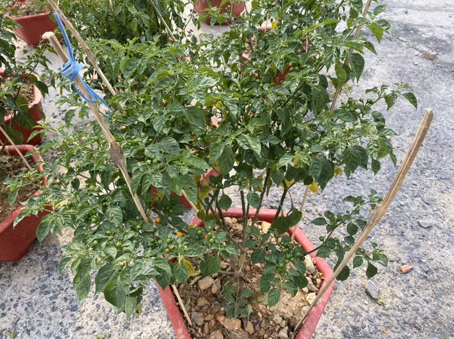Loại ớt đắt nhất thế giới thành cây cảnh ở Việt Nam Loai ot dat nhat the gioi thanh cay canh o Viet Nam