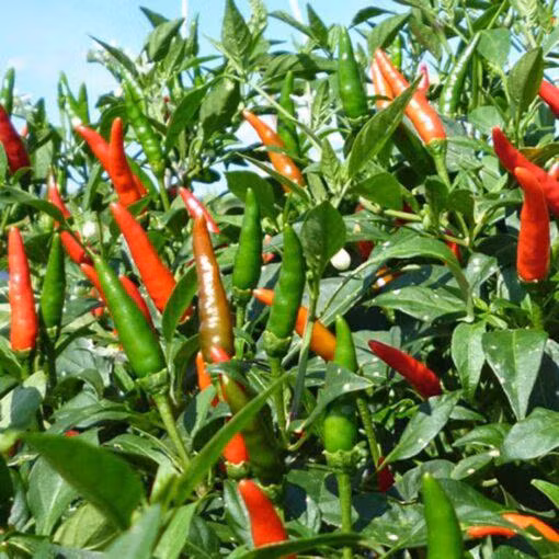 Loai qua co khap vuon nha nong Viet, o cho nay rao ban 670.000 dong/kg