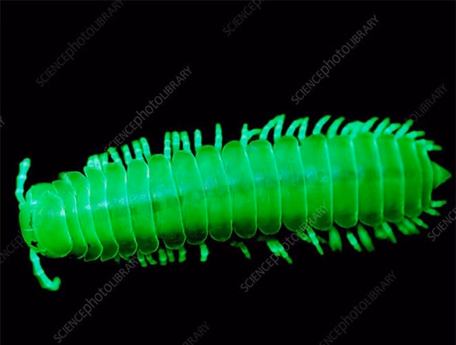  Sinh vật nhiều chân kỳ dị này là một loài cuốn chiếu, có tên khoa học là Motyxia sequoia. Các nhà khoa học cho rằng loài động vật nhiều chân này đã tiến hóa biện pháp phát sáng trong bóng tối để đối phó với căng thẳng trong cuộc sống khi phải sống trong một môi trường nóng, khô 