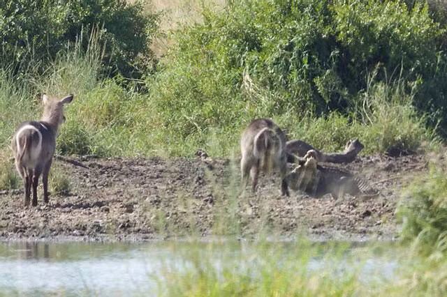Dù vậy, chú linh dương Waterbuck vẫn cố gắng hết sức để vùng vẫy nhằm trốn thoát khỏi hàm răng sắc nhọn của con cá sấu.