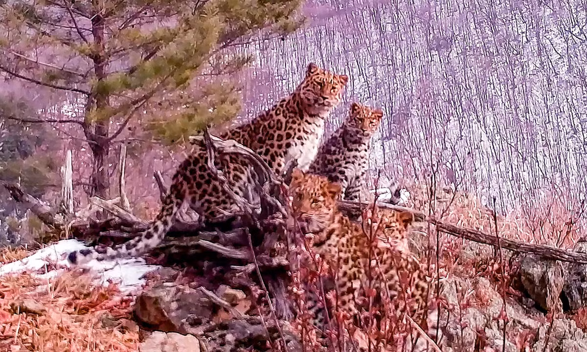 Camera giau kin chup duoc anh bao Amur sieu quy hiem o Nga
