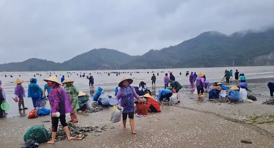Hàng trăm người ra thu hoạch "lộc biển", chỉ sau vài giờ vợt, có người được hàng chục kg. Người dân cho biết, sau bão số 8 đến nay, số lượng sò mai dạt vào bờ rất nhiều. Trong sáng nay thu gom được hàng tấn sò mai.