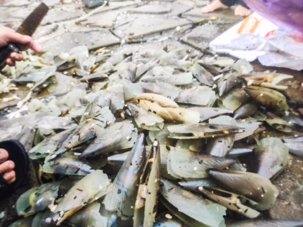 Nếu chịu khó, trung bình mỗi người cũng bắt được 1 đến 3 tạ, cho thu nhập khoảng 500 - 1 triệu đồng/ngày.