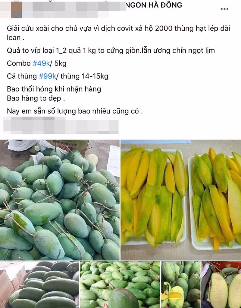 Xoai Viet doi cho, gia re hon rau