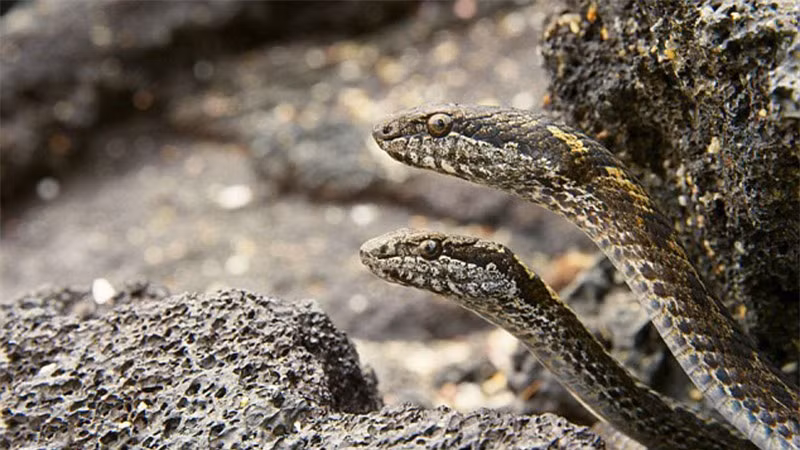 Không ít người xem phải nổi da gà khi chứng kiến bầy rắn quy tụ ở quần đảo Galapagos (Ecuador) khi phát hiện con mồi.