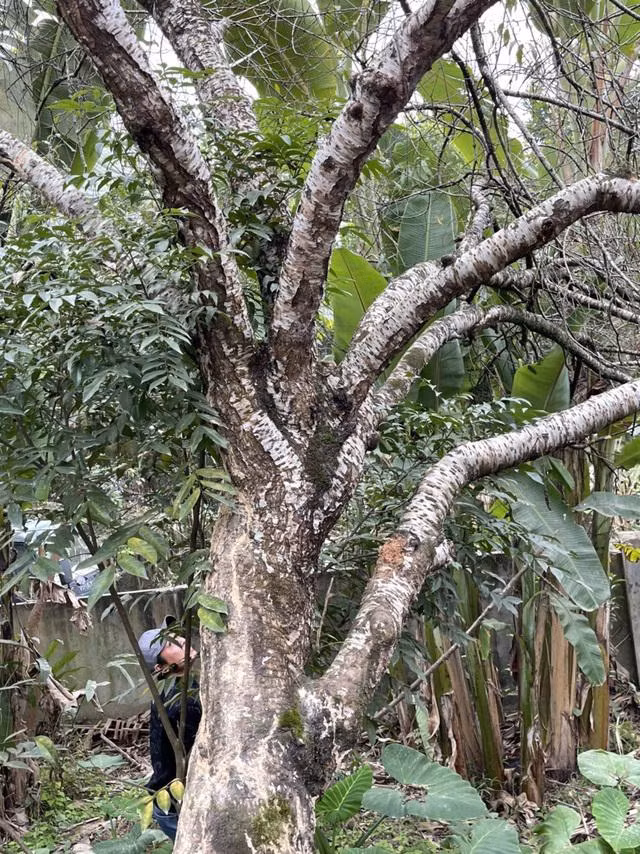 Cận cảnh cây đào trăm tuổi dáng hồ ly 9 đuôi xuống phố - Hình 2 Can canh cay dao tram tuoi dang ho ly 9 duoi xuong pho-Hinh-2