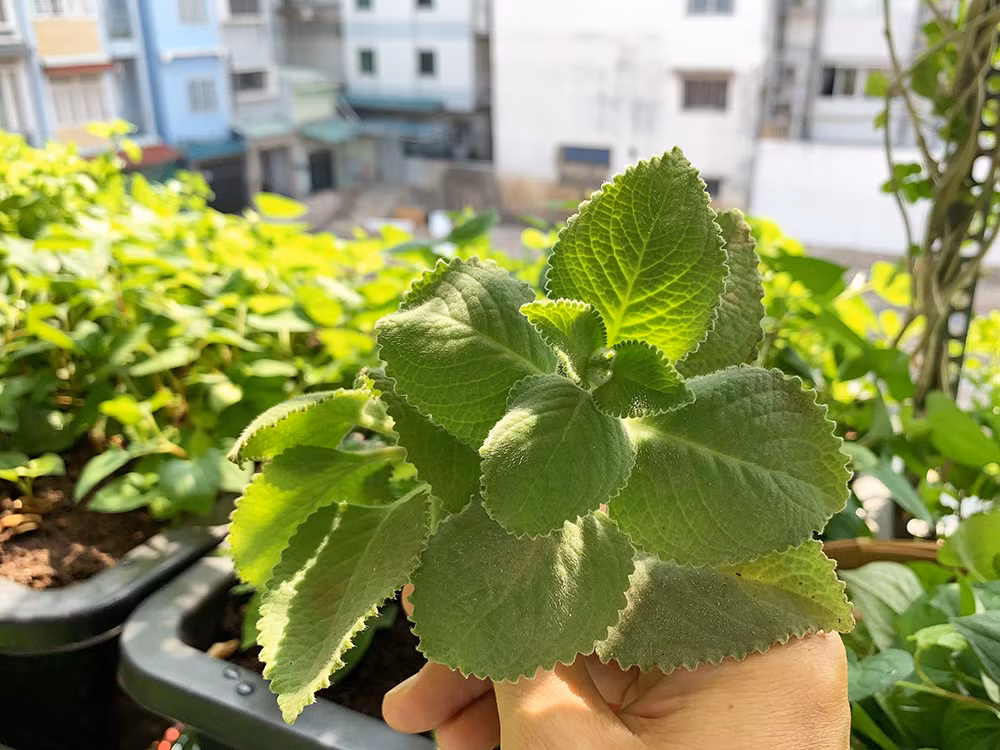 Để tạo ra giá thể đất trồng giàu dinh dưỡng, anh Nguyện trộn đất và phân hữu cơ theo tỉ lệ 60% đất cộng với 20% phân bò loại xay nhuyễn đã qua xử lý và 20% phân trùn quế loại đã qua xử lý. Sau đó, anh ủ với vôi và cho vào chậu trồng cây.