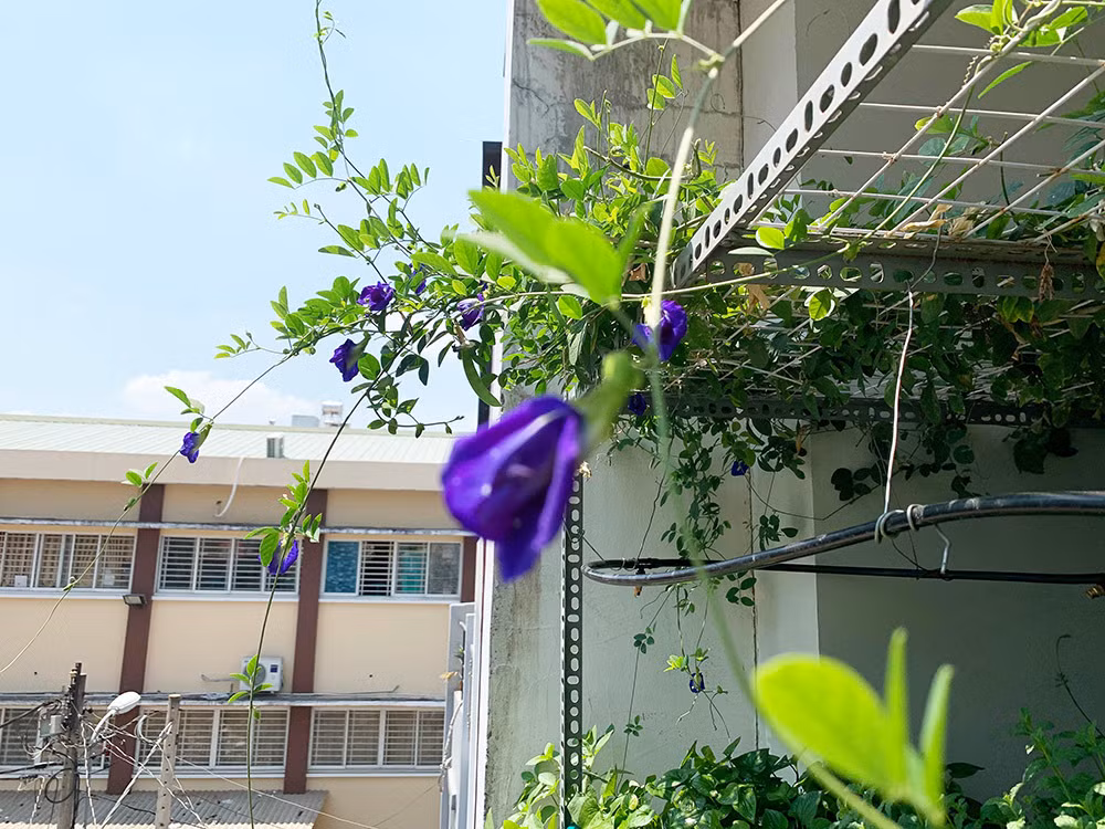Theo anh Nguyện, đất trồng cũng là yếu tố quan trọng giúp cây phát triển tốt. Anh chọn loại đất hỗn hợp bao gồm mùn dừa, bã đậu, tro trấu và trộn thêm phân bò, phân trùn quế đã qua xử lý để trồng cây.