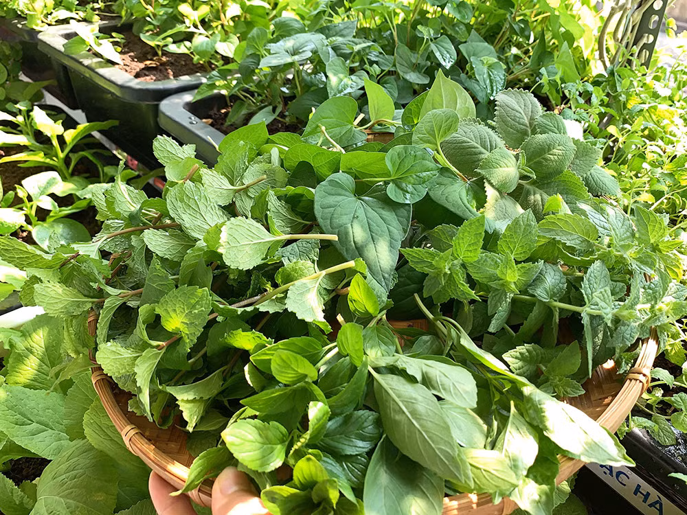 Định kỳ một tuần, anh bón thêm phân cho rau một lần. "Khi bón thêm phân, tôi pha trộn đất và phân bón ngang nhau, hoàn toàn không sử dụng phân hóa học. Thỉnh thoảng, tôi có trộn thêm bã cà phê, nhựa cây nha đam khi thu hoạch để làm phân bón cây", anh kỹ sư cơ điện chia sẻ.