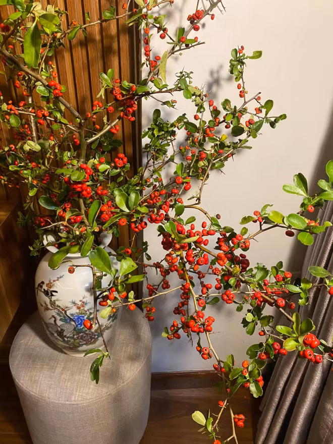 Ro con sot cam cherry rung, hang ve den dau het den do-Hinh-11