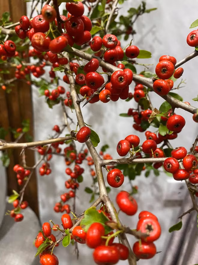 Ro con sot cam cherry rung, hang ve den dau het den do-Hinh-13