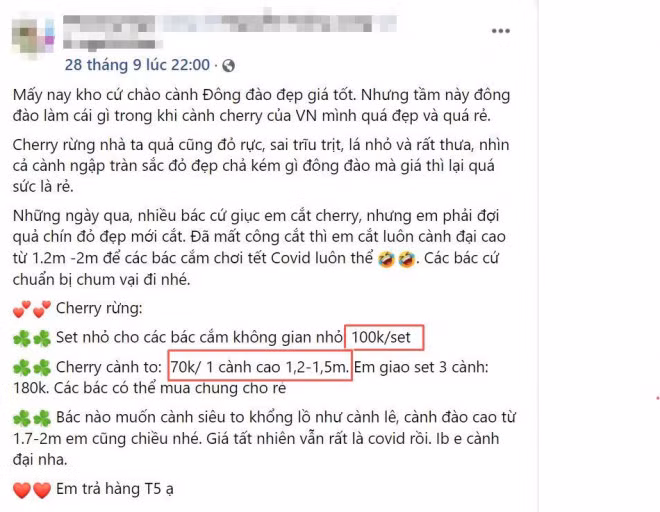 Ro con sot cam cherry rung, hang ve den dau het den do-Hinh-5