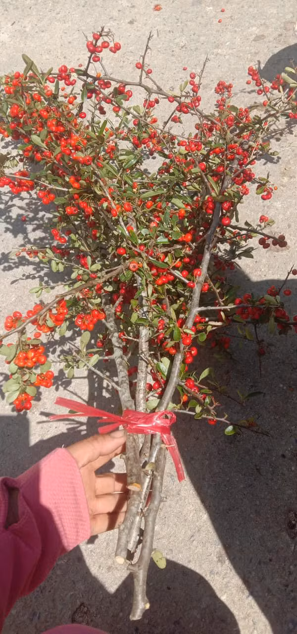 Ro con sot cam cherry rung, hang ve den dau het den do-Hinh-2