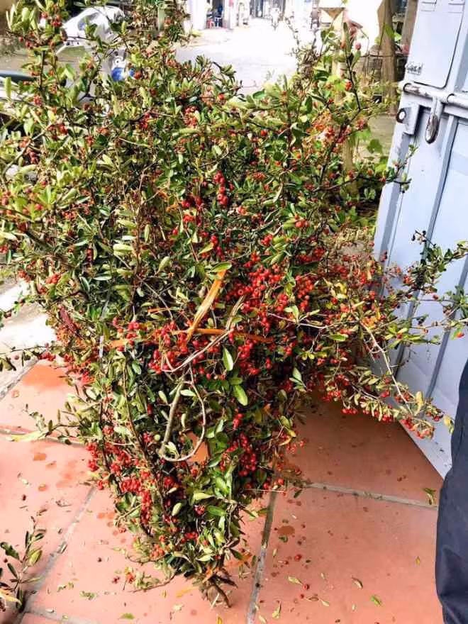 Rộ cơn sốt cắm cherry rừng, hàng về đến đâu hết đến đó Ro con sot cam cherry rung, hang ve den dau het den do