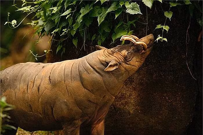 Điều thú vị là loài lợn này có tới 3 dạ dày. Vậy nên, chúng còn được biết đến là loài thú nhai lại. 
