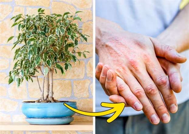 7 loại cây cảnh dễ gây nguy hiểm, không nên trồng trong nhà ảnh 6