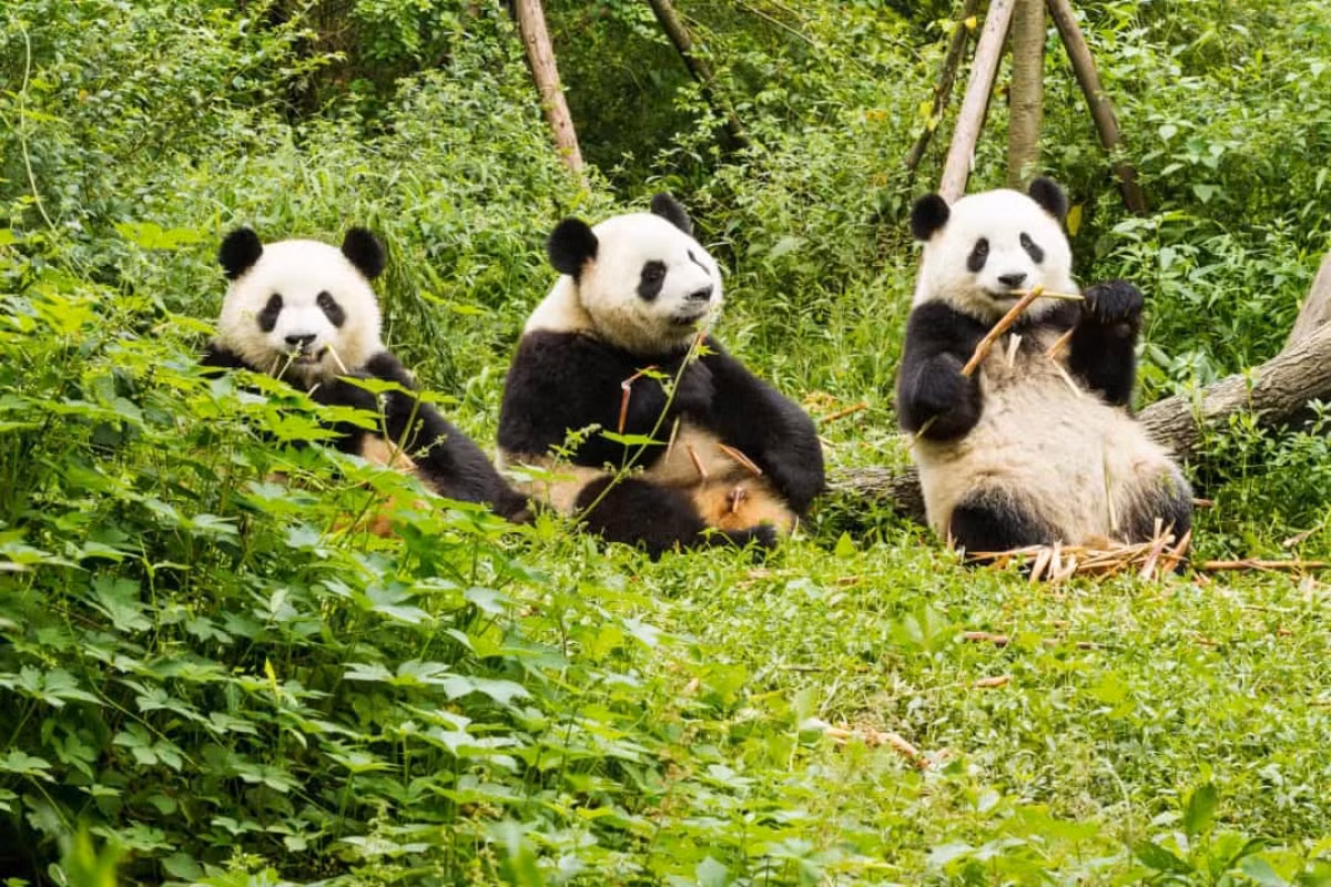 Trong khi dành phần lớn thời gian để ngủ thì khi tỉnh giấc, gấu trúc lại dành hầu hết thời gian của nó để ăn tre trúc, vốn có hàm lượng dinh dưỡng rất ít. Vì thế, gấu trúc phải ăn tới 20kg tre trúc 1 ngày để có đủ năng lượng.