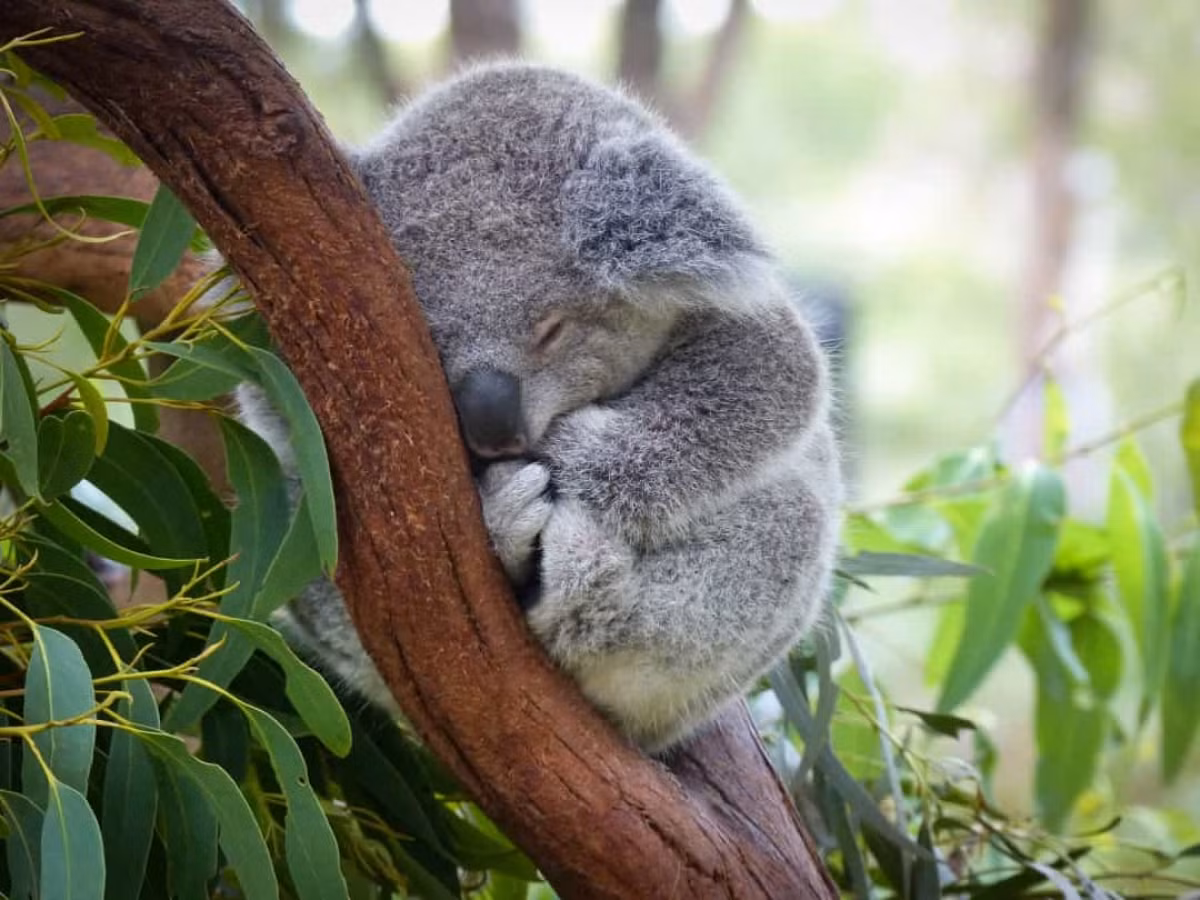 Gấu Koala chỉ thức khoảng 2 - 6 tiếng/ngày và chúng dành khoảng thời gian ít ỏi ấy để ăn trước khi lại chìm vào giấc ngủ.