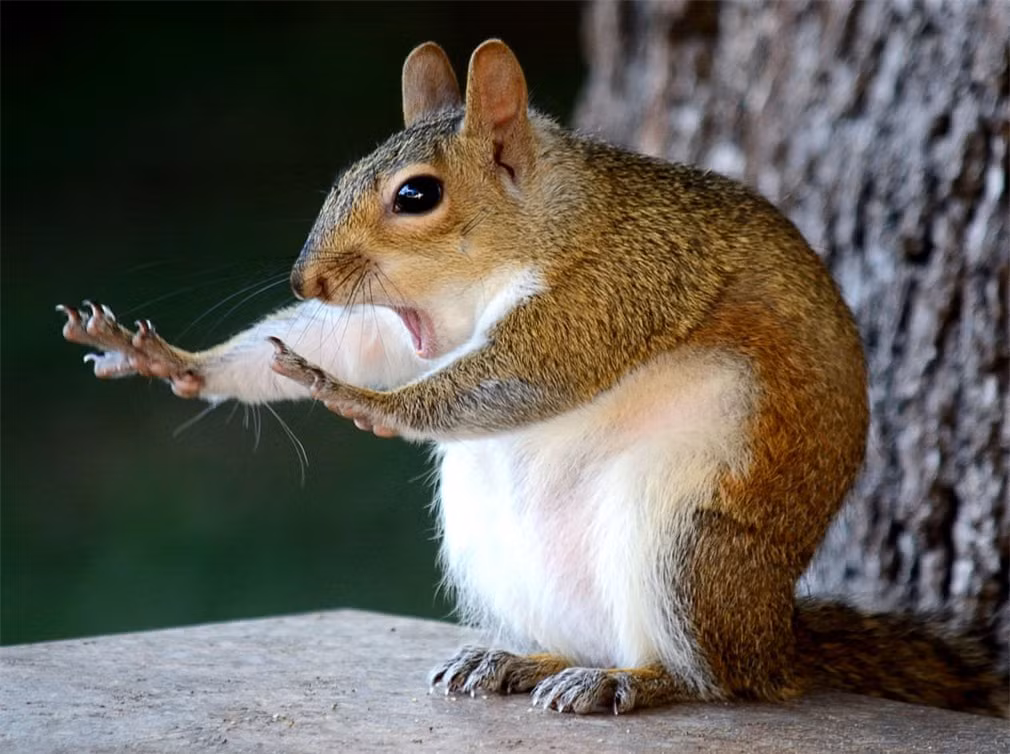 Một chú sóc say sưa với bài tập thể dục buổi sáng của mình. 