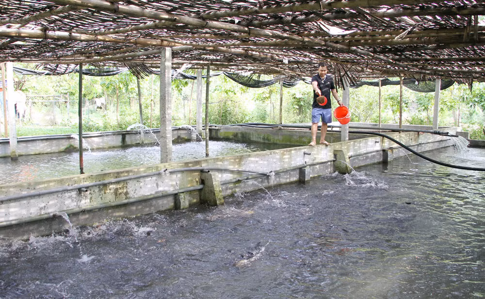 Cá lạ nuôi dưới chân núi Voi Đầm là loài cá gì mà con to bự - Hình 2 Ca la nuoi duoi chan nui Voi Dam la loai ca gi ma con to bu-Hinh-2
