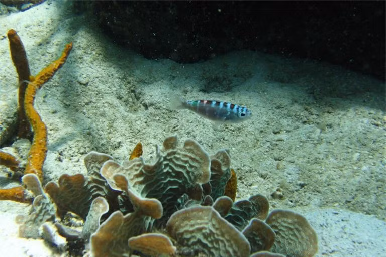 Chalk bass gây nhạc nhiên bởi có khả năng chuyển đổi giới tính liên tục tới 20 lần mỗi ngày. Theo một nghiên cứu mới của Đại học Florida do Giáo sư Mary Hart dẫn đầu thực hiện cho thấy, sự thay đổi giới tính thường xuyên như thế giúp cho loài cá này duy trì vững chắc chế độ một vợ một chồng.